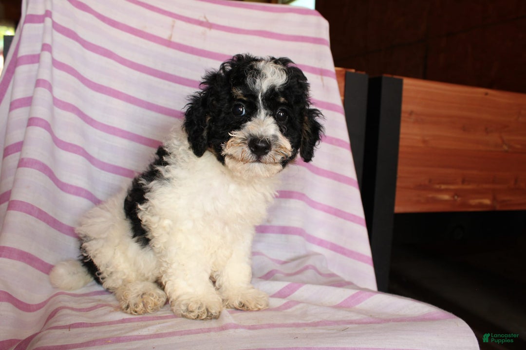 Cockapoo dogs for sale: Timmy - Image 3