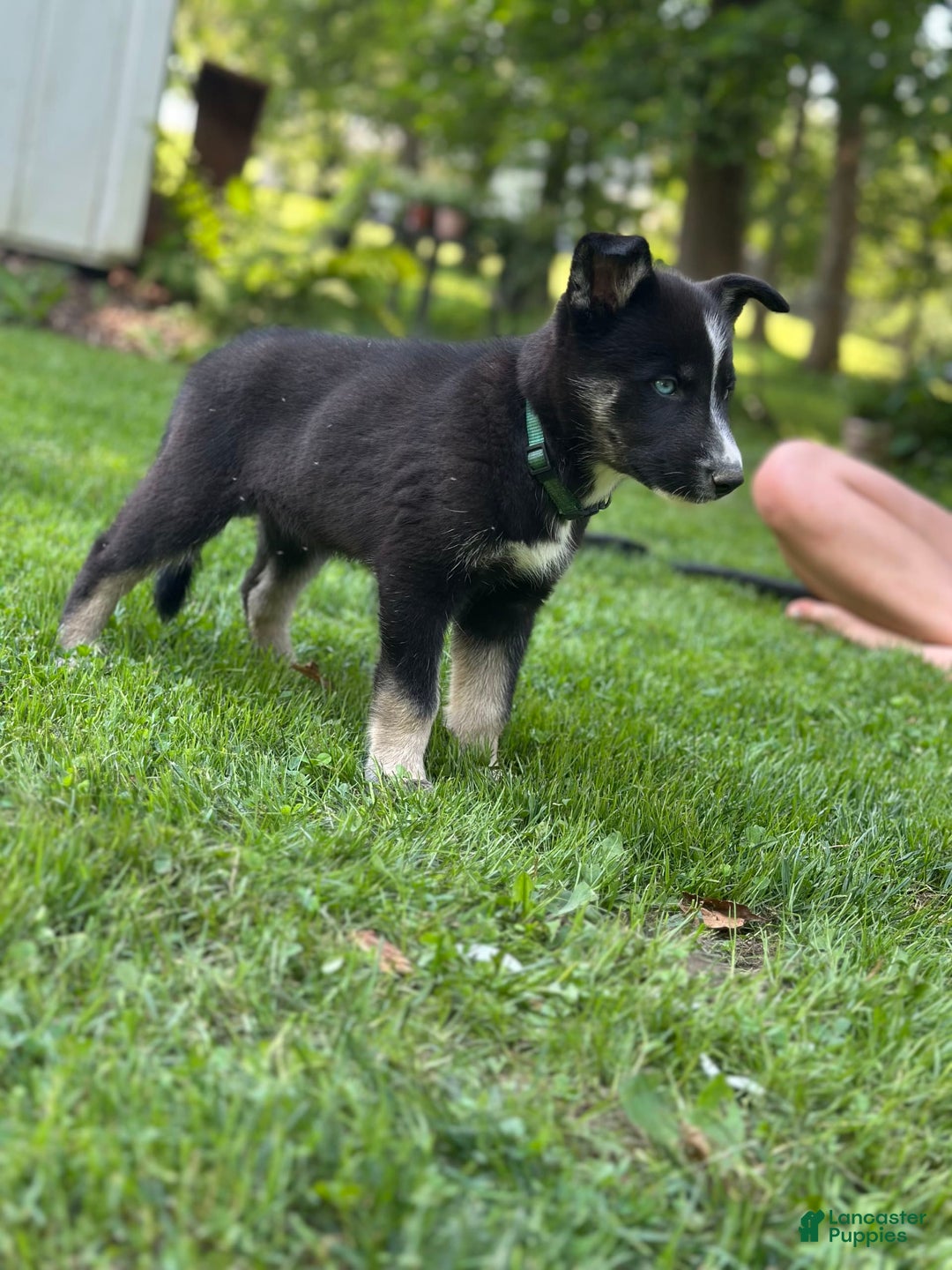 Gerberian Shepsky dogs for sale: Princess - Image 17