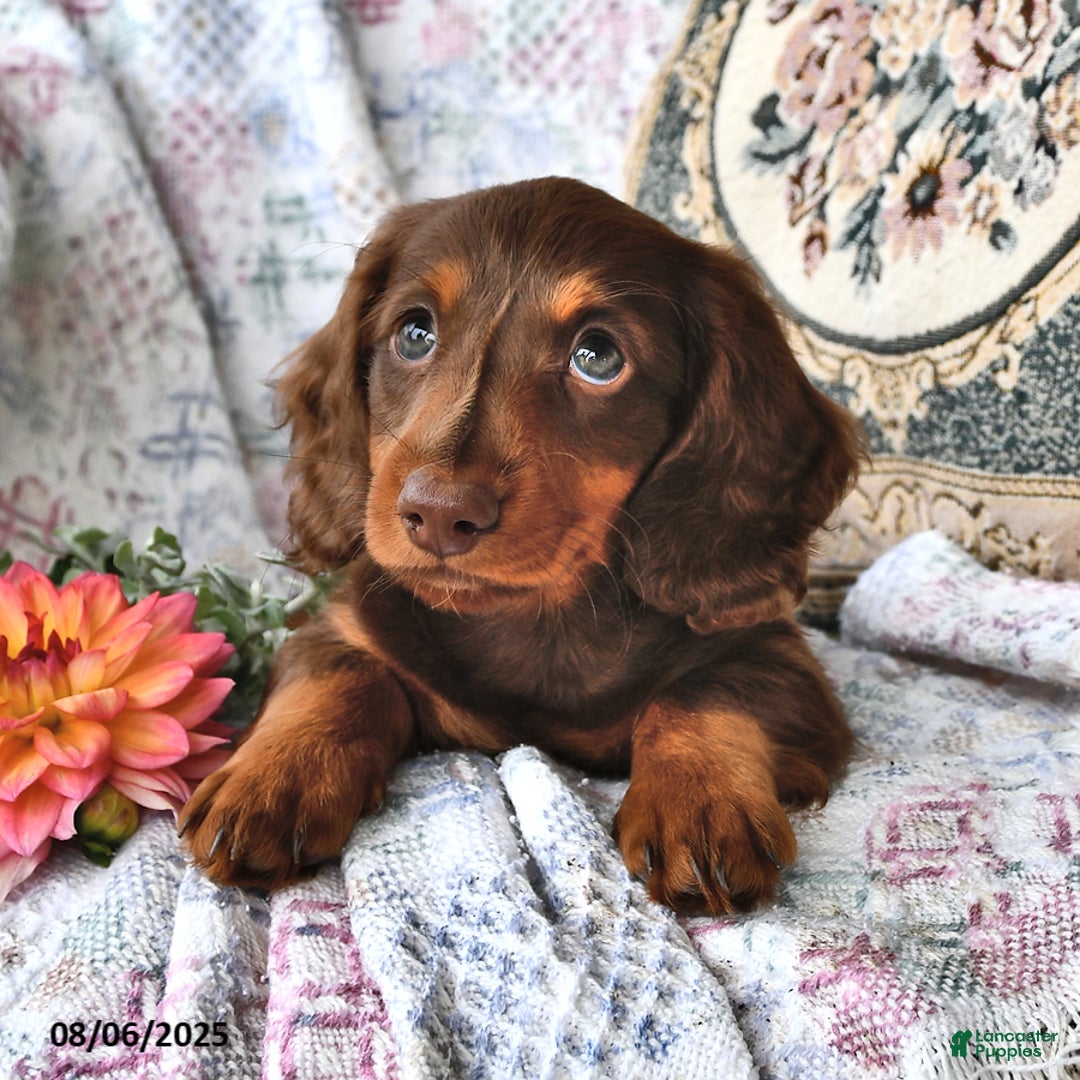 Miniature Dachshund dogs for sale: Carter - Image 2