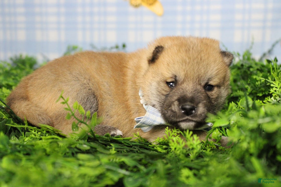 Shiba Inu dogs for sale: Larry - Image 20