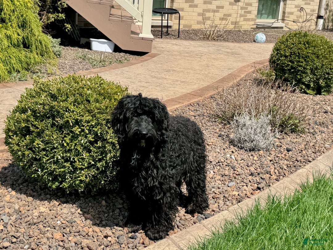 Cockapoo dogs for sale: Brent - Image 5