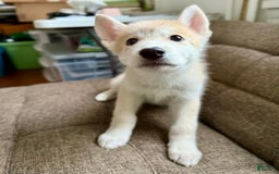 categoriesInfo:categoryAttributeOptions.pets.dogs.breed.akita dogs for sale: Champ - Image 20