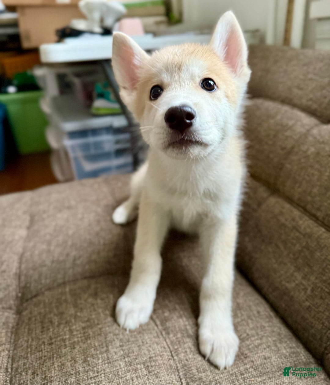 categoriesInfo:categoryAttributeOptions.pets.dogs.breed.akita dogs for sale: Champ - Image 20