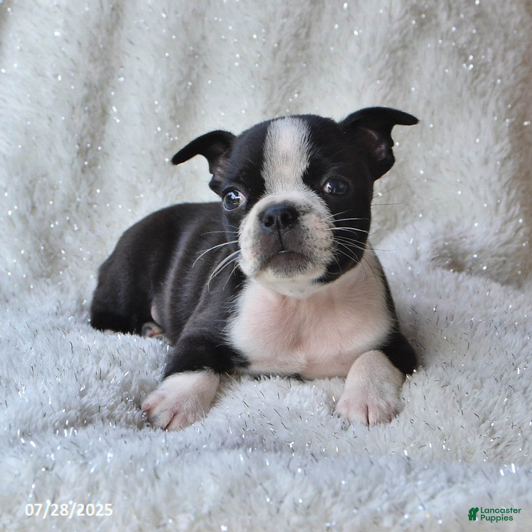 Boston Terrier dogs for sale: Clancy - Image 1
