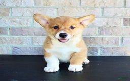 Welsh Corgi Pembroke dogs for sale: Welsh Corgi (Pembroke) 5 puppies - Image 1
