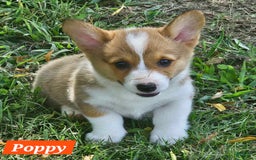 Welsh Corgi Pembroke dogs for sale: Poppy - Image 2