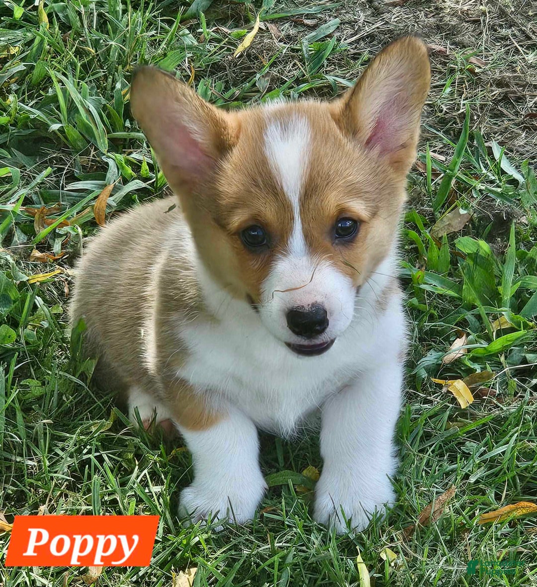 Welsh Corgi Pembroke dogs for sale: Poppy - Image 2