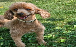 Miniature Poodle dogs for sale: Glory - Image 7