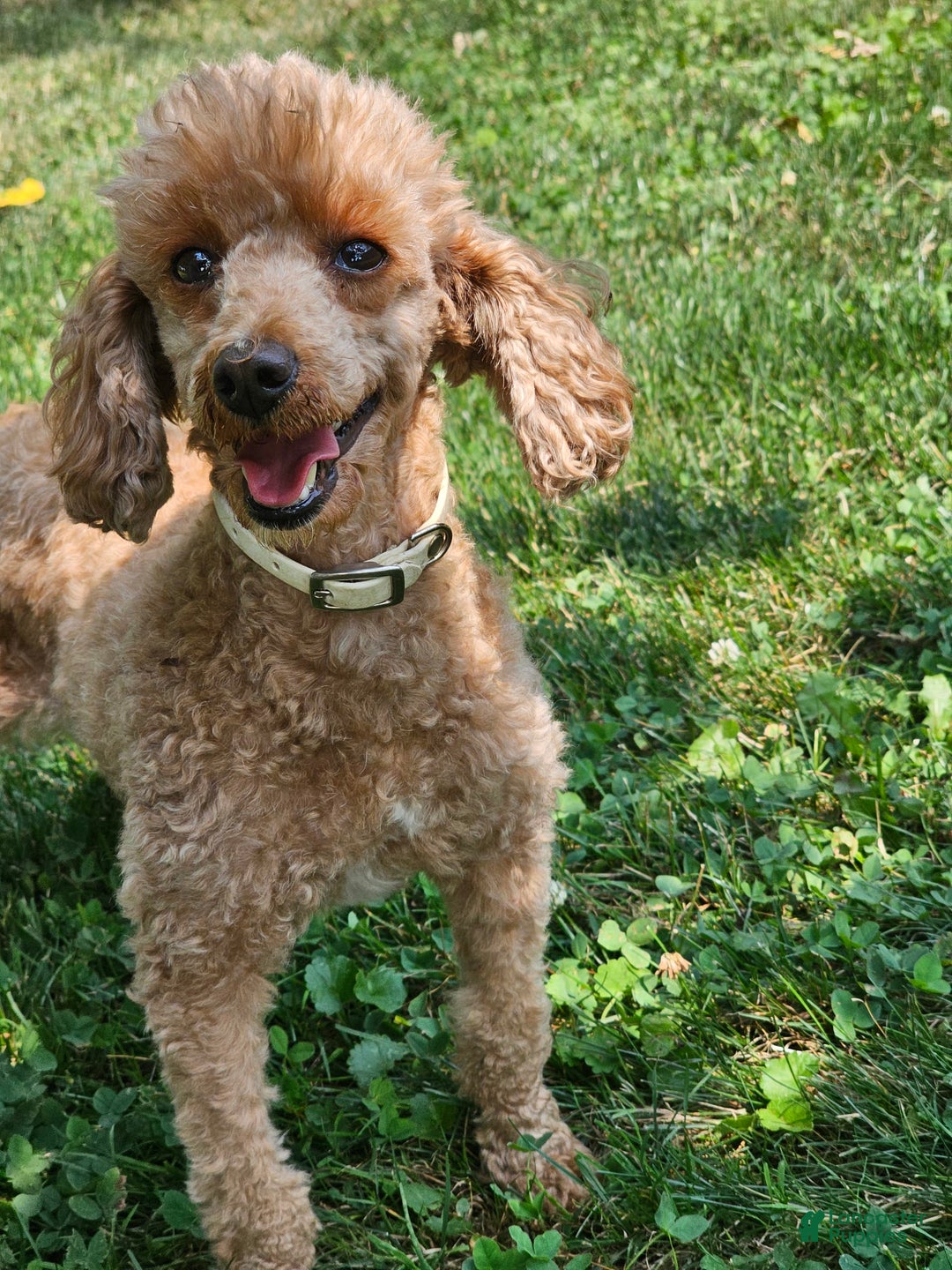 Miniature Poodle dogs for sale: Glory - Image 7