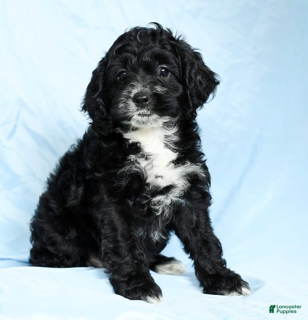 Cockapoo dogs for sale: Vance - Image 9