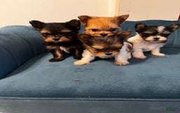 Biewer Terrier dogs for sale: Max - Image 3
