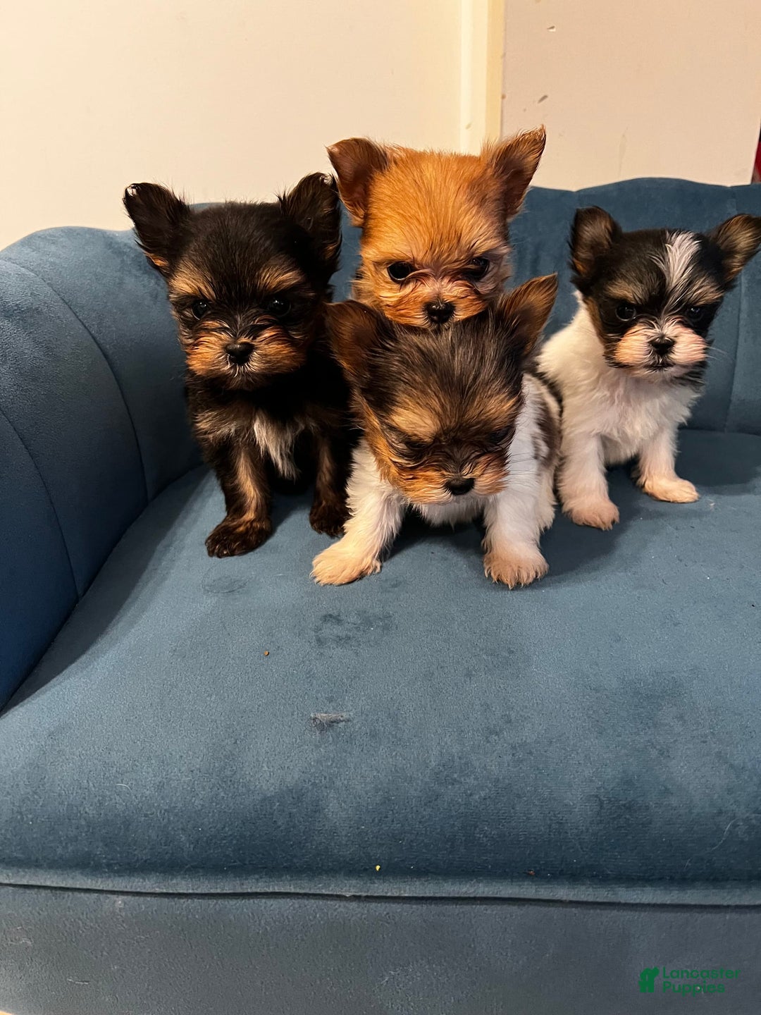 Biewer Terrier dogs for sale: Max - Image 3