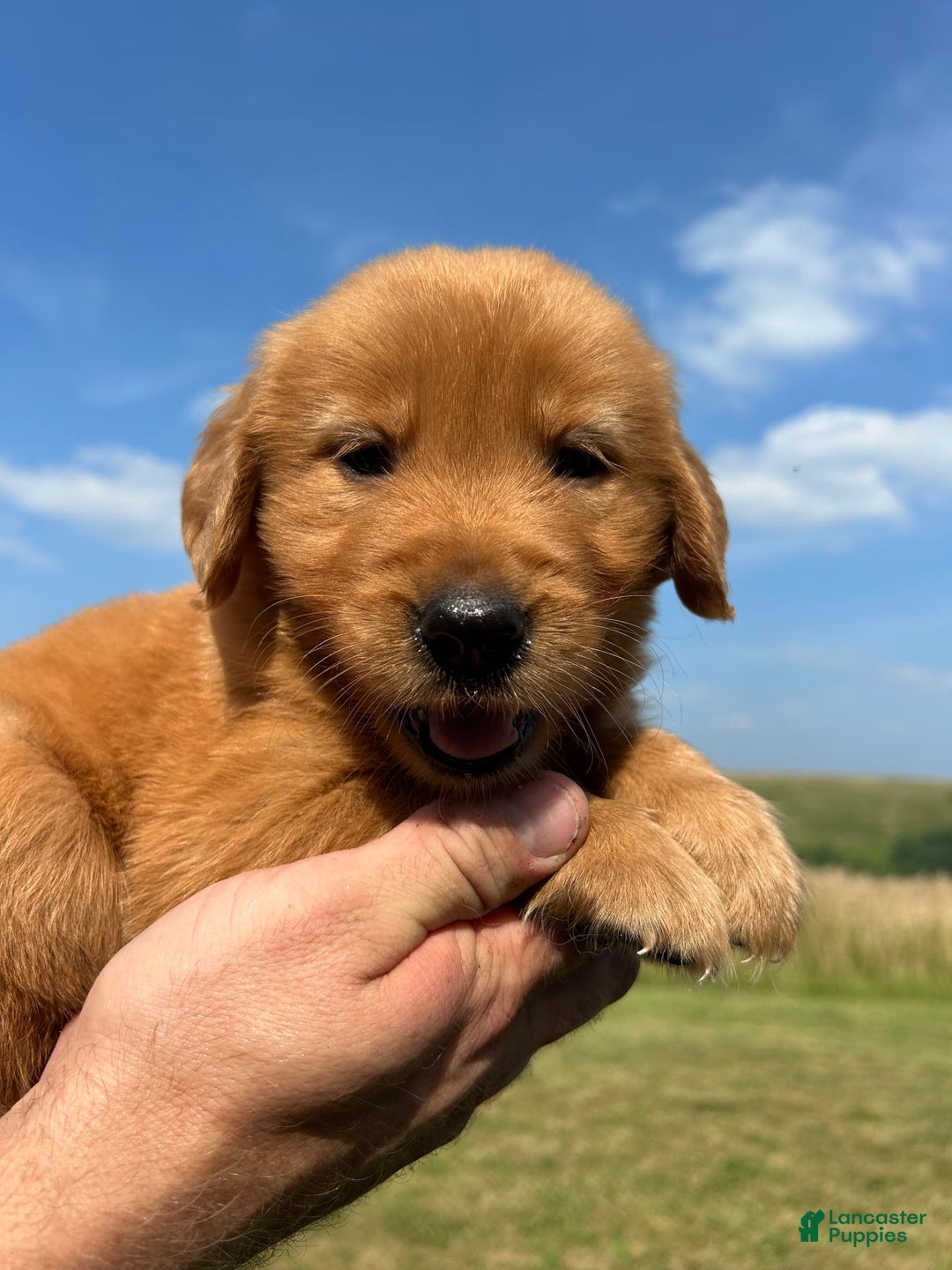 Golden Retriever dogs for sale: Copper - Image 32