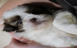 Shih Tzu dogs for sale: Boa - Image 5