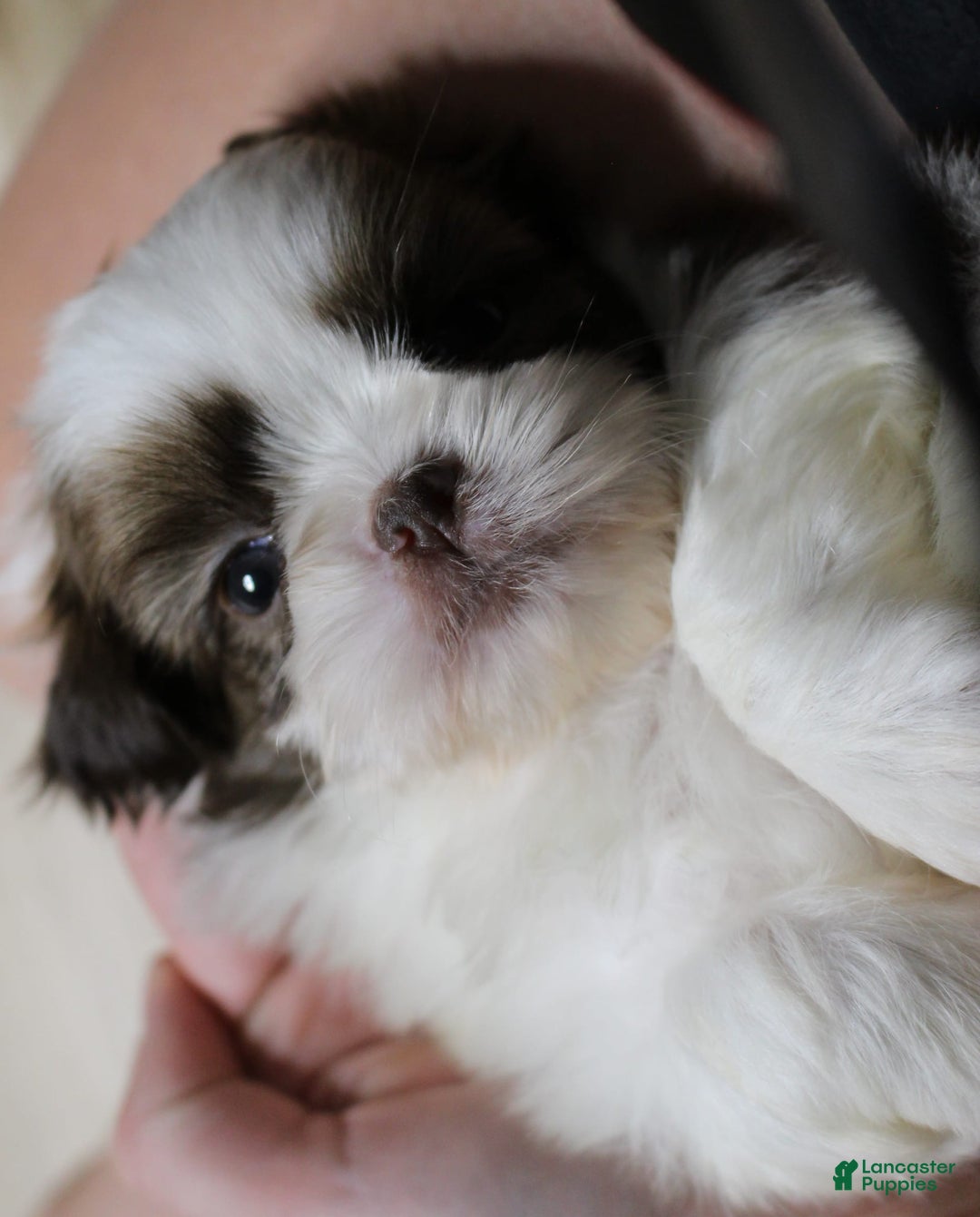 Shih Tzu dogs for sale: Boa - Image 5