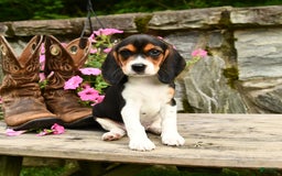 Beagle dogs for sale: Daisy - Image 2