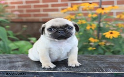Pug dogs for sale: Biscuit - Image 1