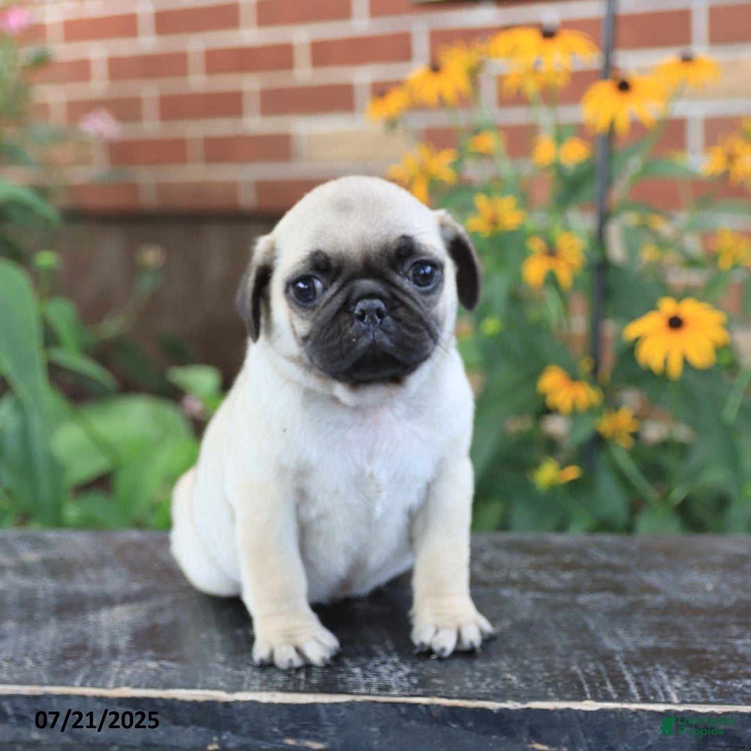 Pug dogs for sale: Biscuit - Image 1