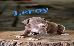 Great Dane dogs for sale: Leroy - Image 4