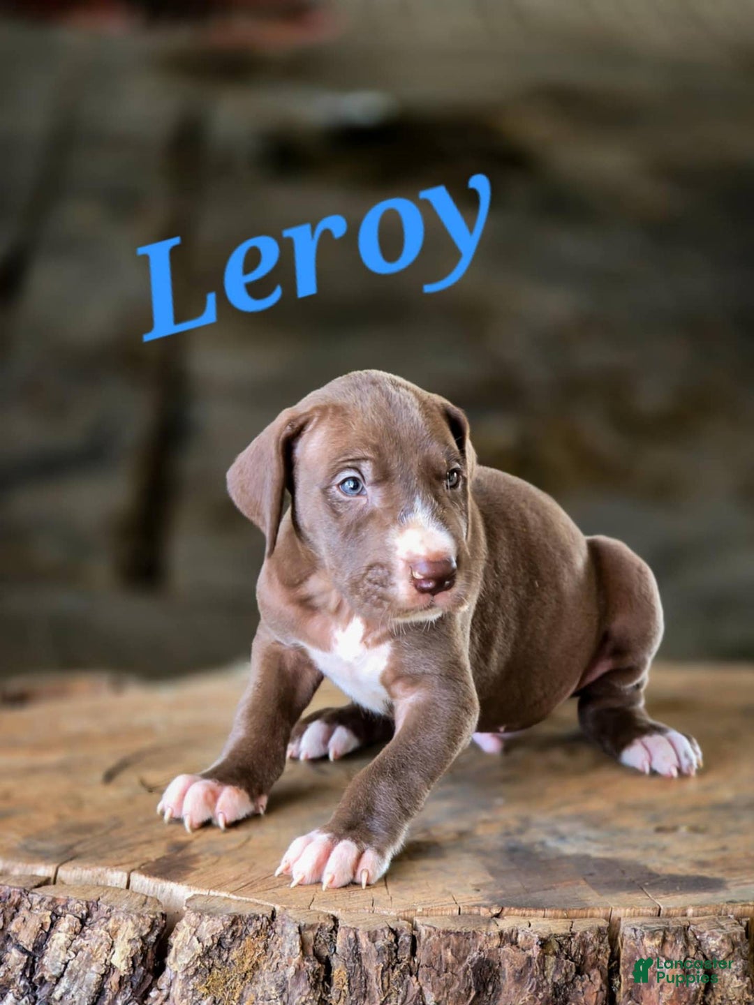 Great Dane dogs for sale: Leroy - Image 4