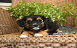 Chihuahua dogs for sale: Lars - Image 2