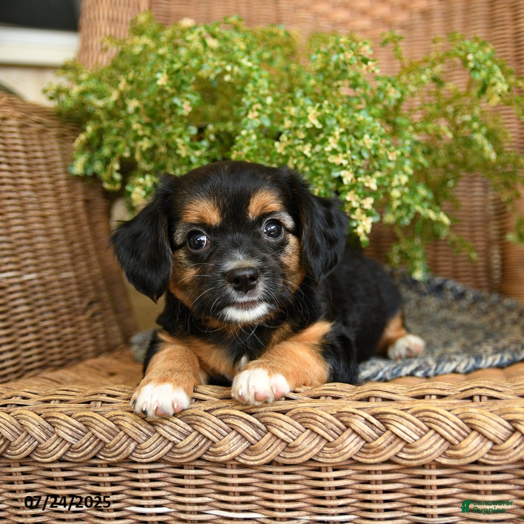 Chihuahua dogs for sale: Lars - Image 2