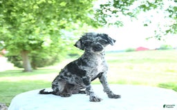 Toy Poodle dogs for sale: Shadow - Image 6