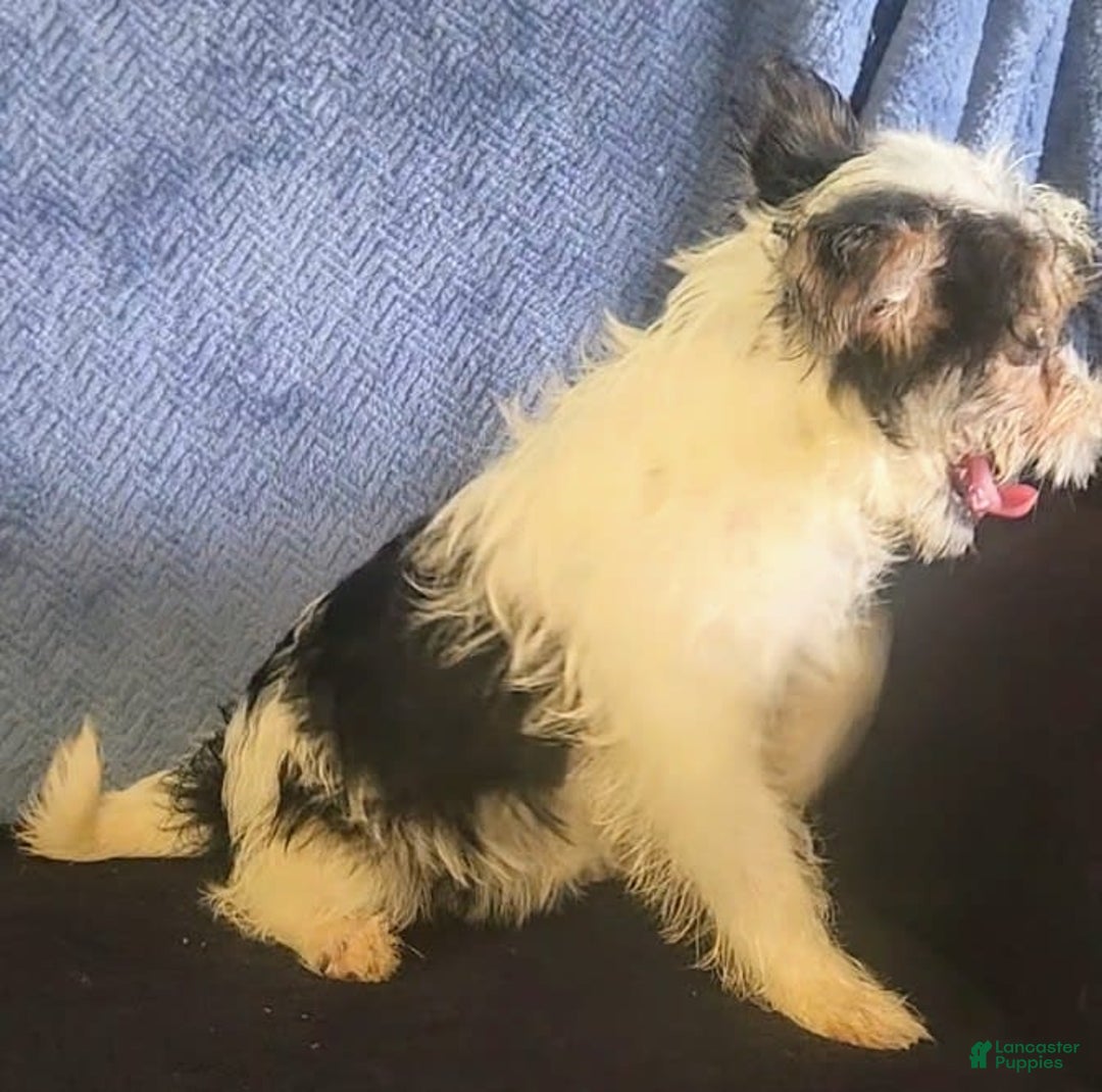 Yorkiepoo dogs for sale: Shirley - Image 11