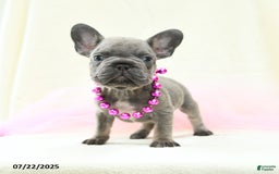 French Bulldog dogs for sale: Esme Akc - Image 4