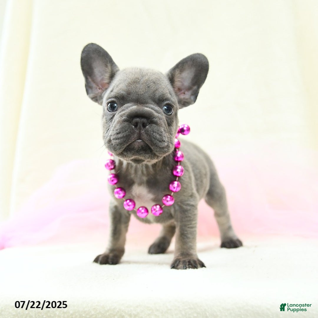 French Bulldog dogs for sale: Esme Akc - Image 4