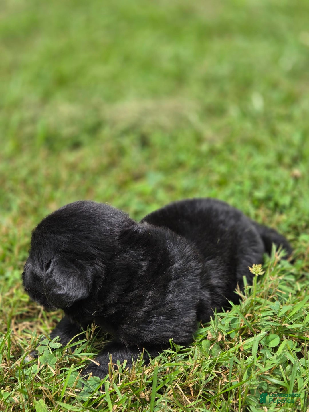 Newfoundland dogs for sale: Pixie - Image 1