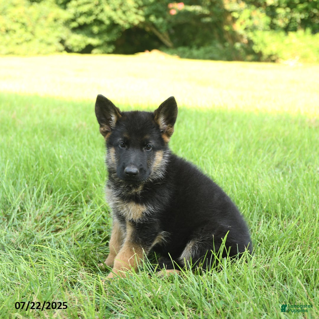 German Shepherd dogs for sale: German Shepherd 8 puppies - Image 26