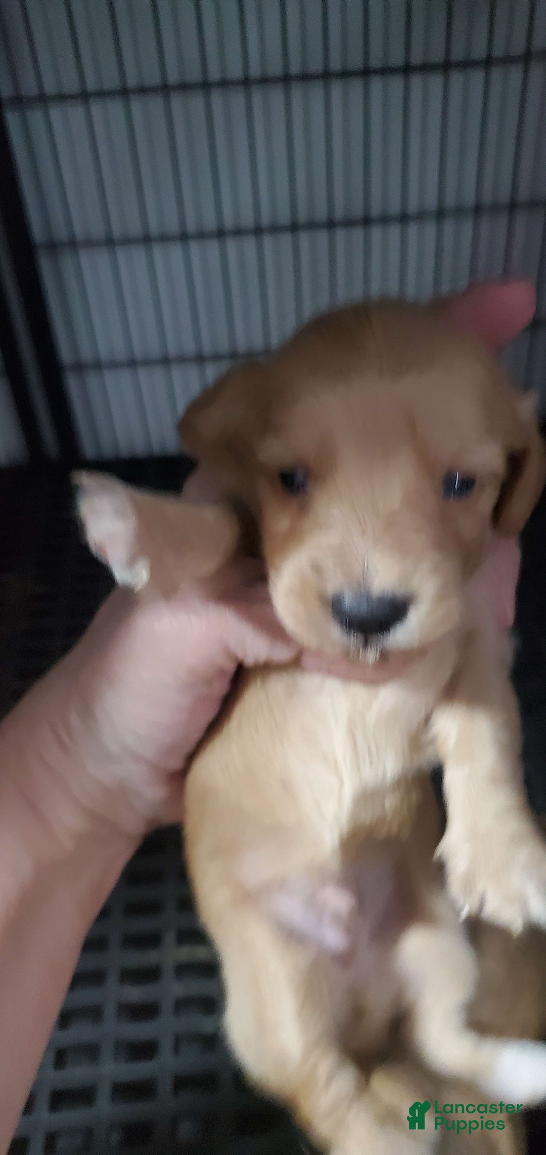 Miniature Dachshund dogs for sale: Creme - Image 4