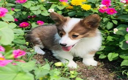 Welsh Corgi Pembroke dogs for sale: Teeka Fluffy - Image 15