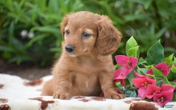 Miniature Dachshund dogs for sale: Twyla - Image 5