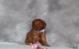 Mini Goldendoodle dogs for sale: Cami - Image 10