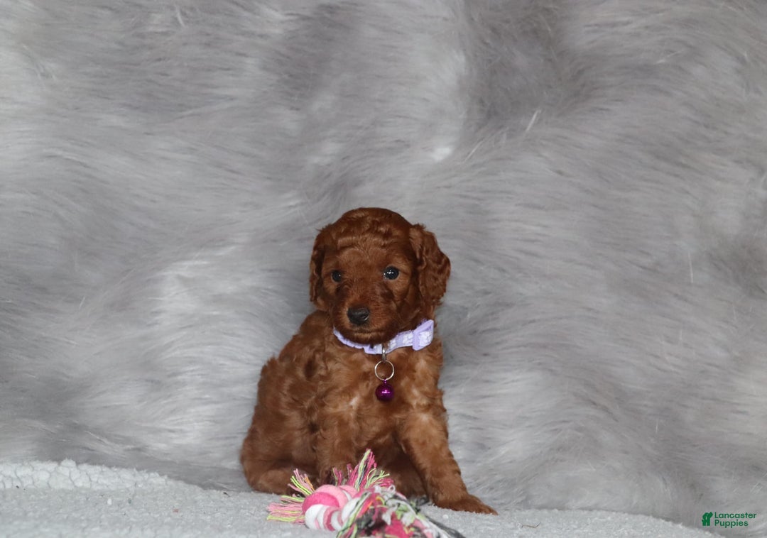 Mini Goldendoodle dogs for sale: Cami - Image 10