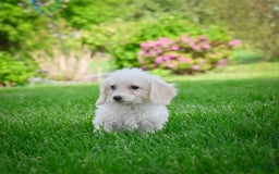 Bichpoo dogs for sale: Betty - Image 2