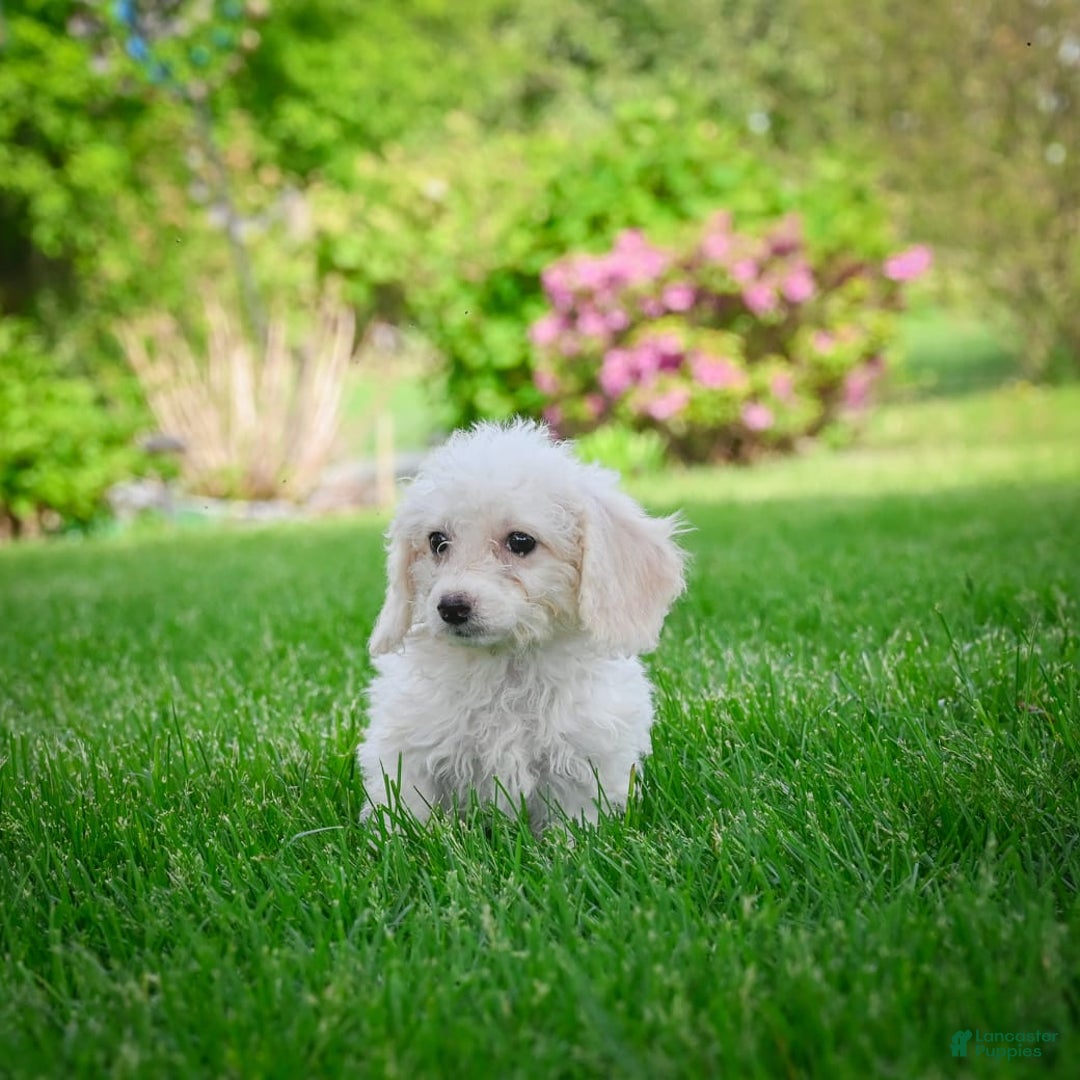 Bichpoo dogs for sale: Betty - Image 2