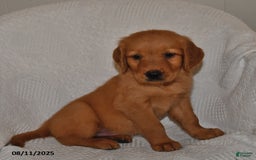 Golden Retriever dogs for sale: Maggie - Image 5