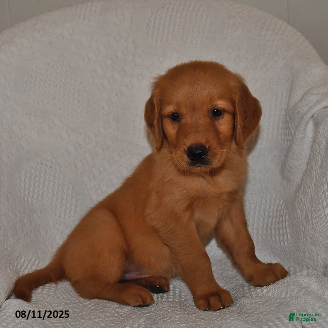 Golden Retriever dogs for sale: Maggie - Image 5