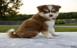 Pomsky dogs for sale: Raina - Image 3