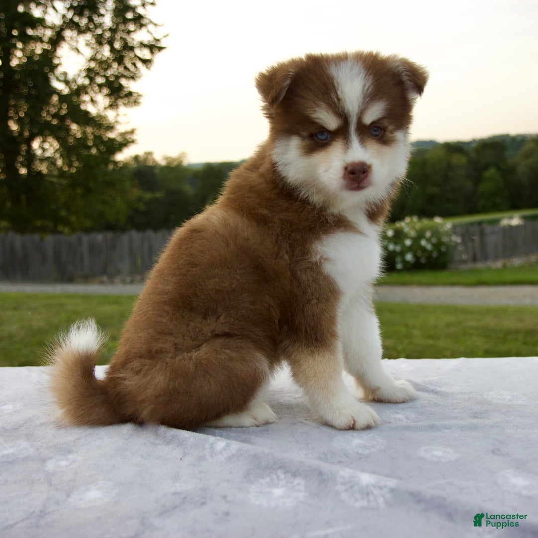 Pomsky dogs for sale: Raina - Image 3