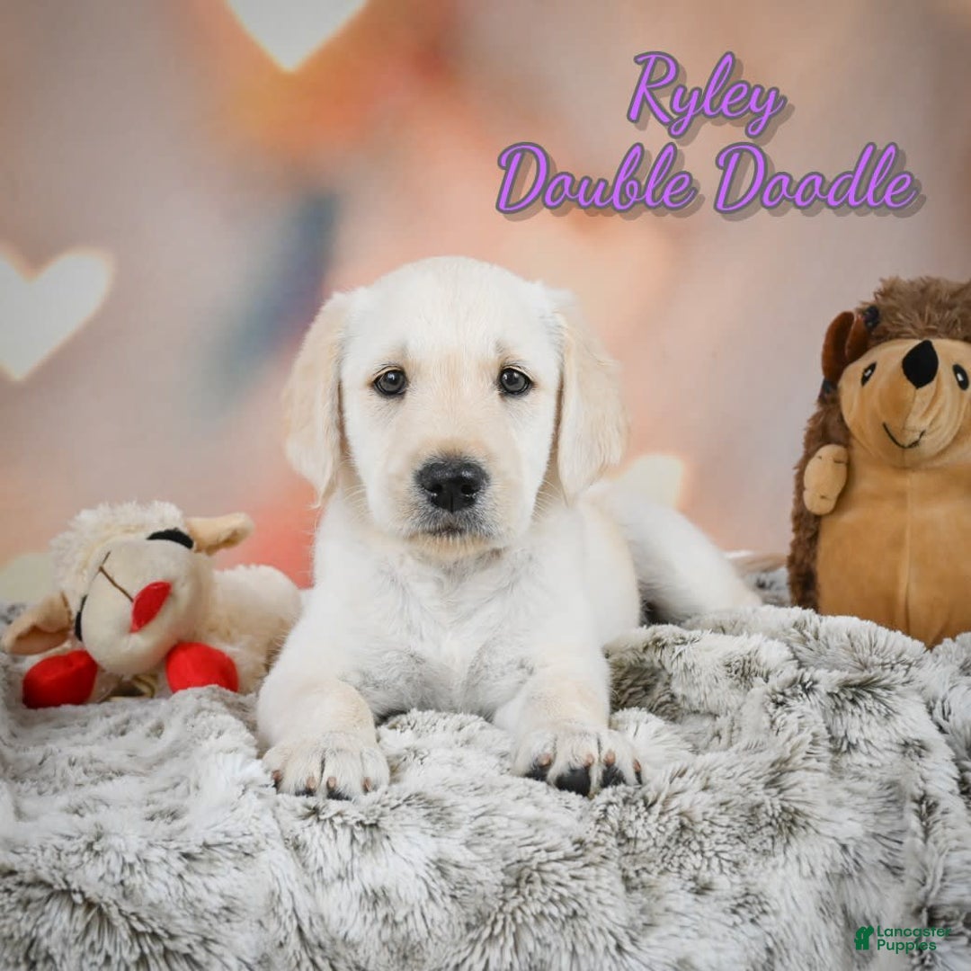 Labradoodle dogs for sale: Ryley - Image 1