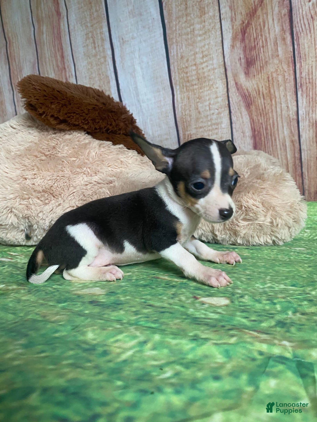 Toy Fox Terrier dogs for sale: Biggie - Image 1