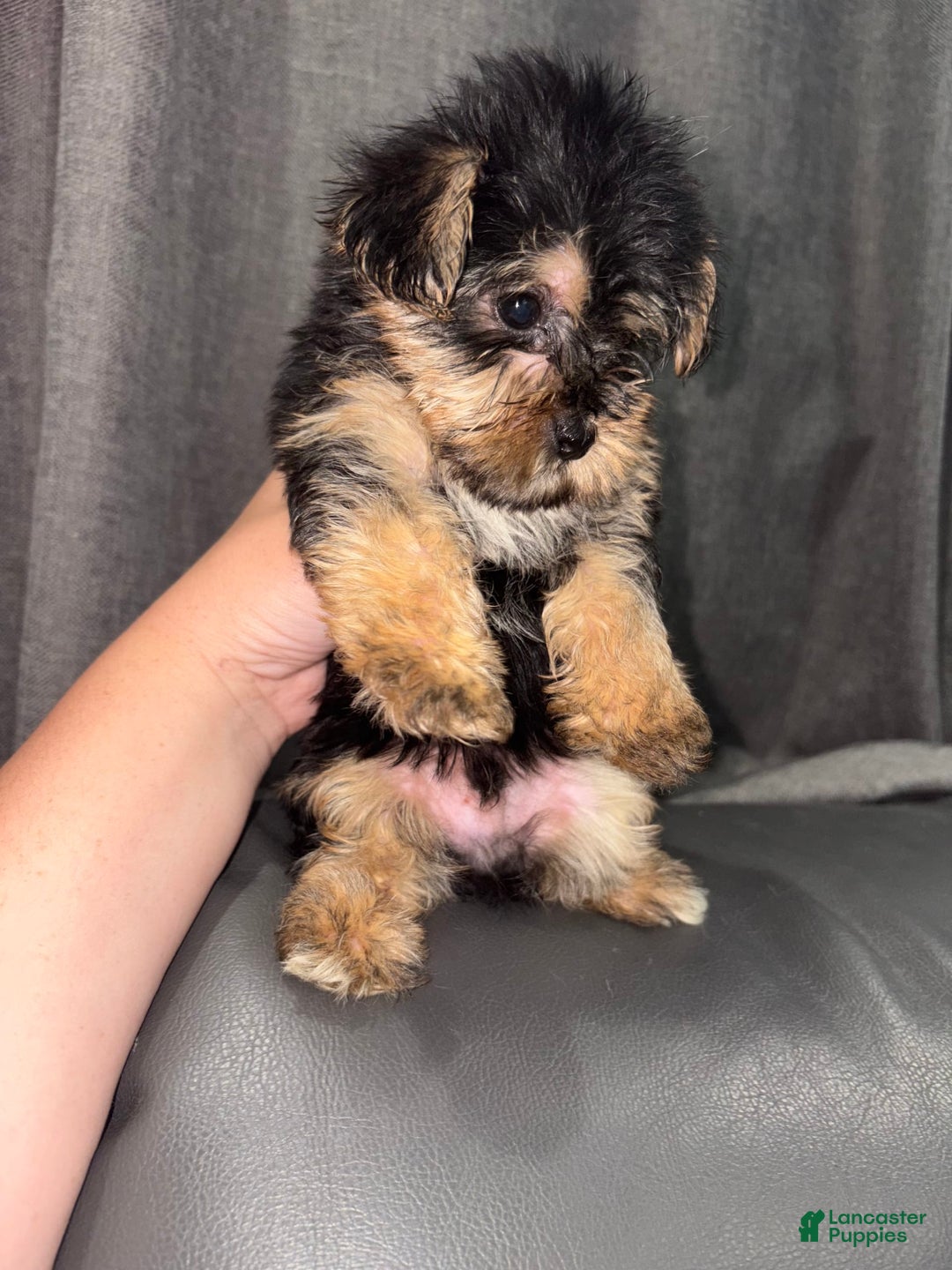 Morkie dogs for sale: Teddy - Image 3