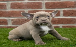 Frenchton dogs for sale: Rocket - Image 1