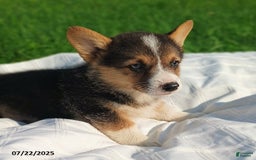 Welsh Corgi Pembroke dogs for sale: Riley - Image 3