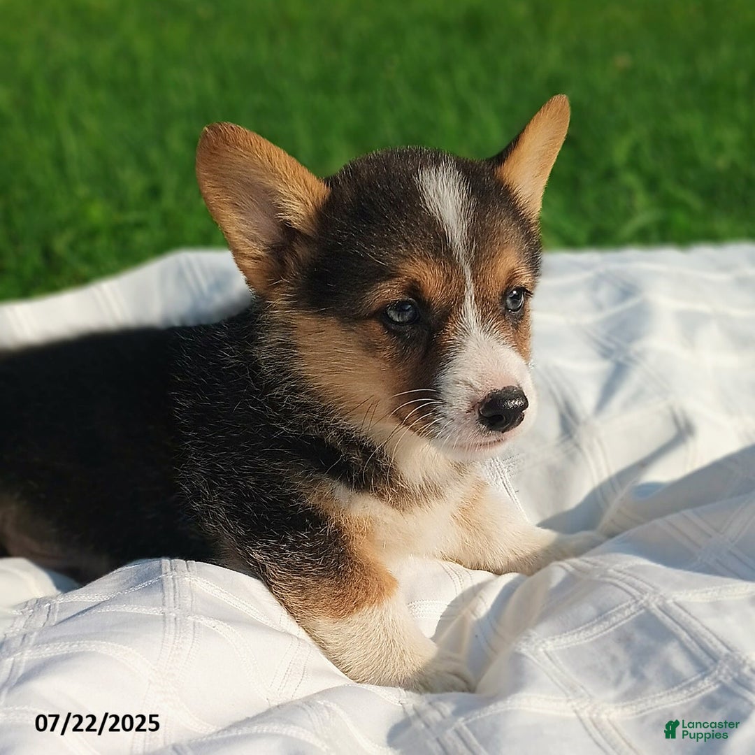 Welsh Corgi Pembroke dogs for sale: Riley - Image 3