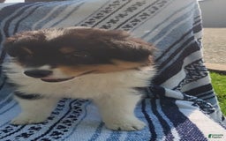 Australian Shepherd dogs for sale: Sasha - Image 15